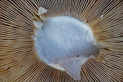 What's hidden has value