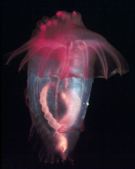 jellyfishflower2